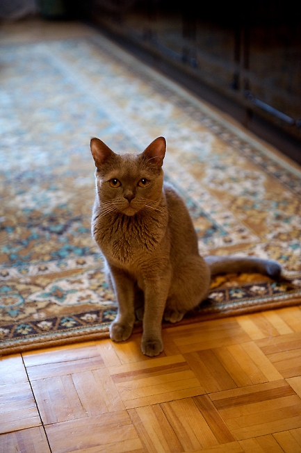 милый Котег