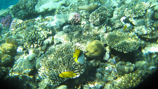Красное море