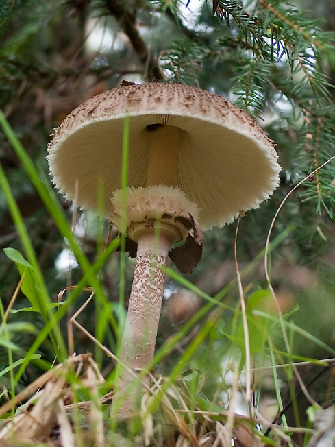 Красавчик
