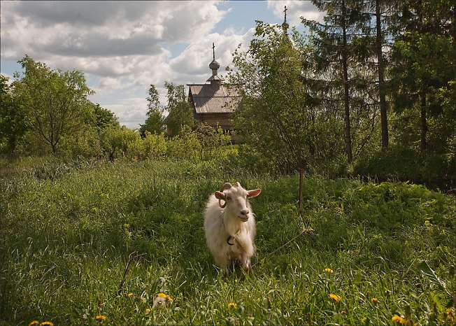 Про козу
