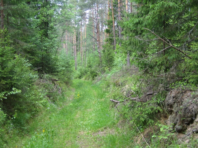 Мухановский лес