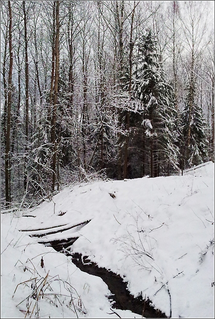 Зимний лес