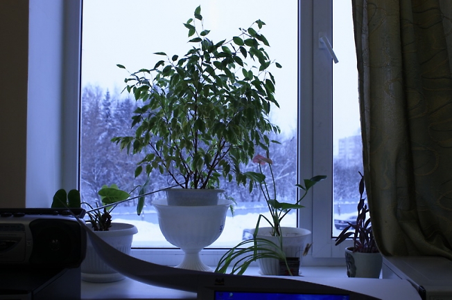 зимние цветы