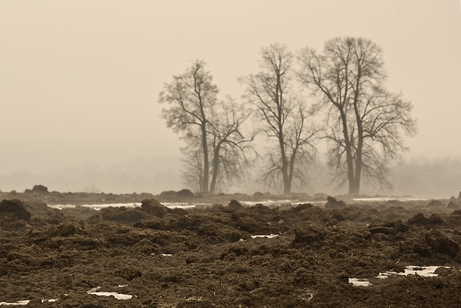 Three trees...
