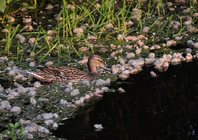 осетры на дачном пруду #6