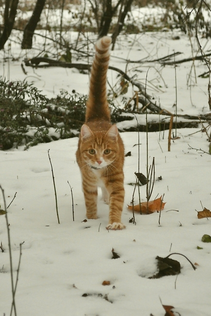 Котик идет к нам 