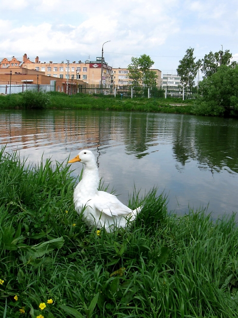 В городском парке