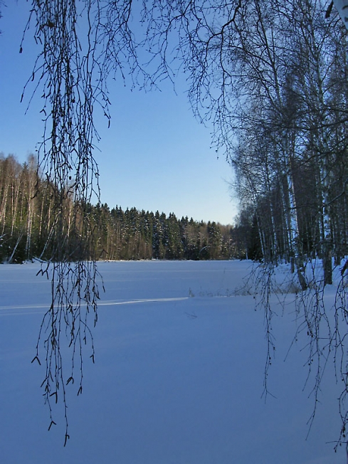 Лесная