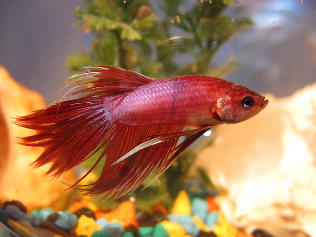 Betta splendens