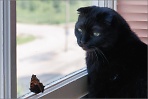 Жил-был кот. Он был черным, но очень добрым и очень любил красивых бабочек.