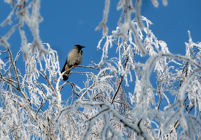 Ворона на верхушке дерева-к морозу)