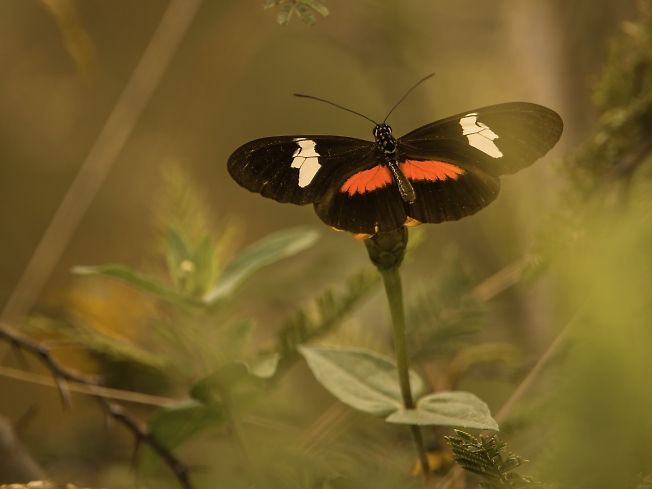 Перуанская бабочка