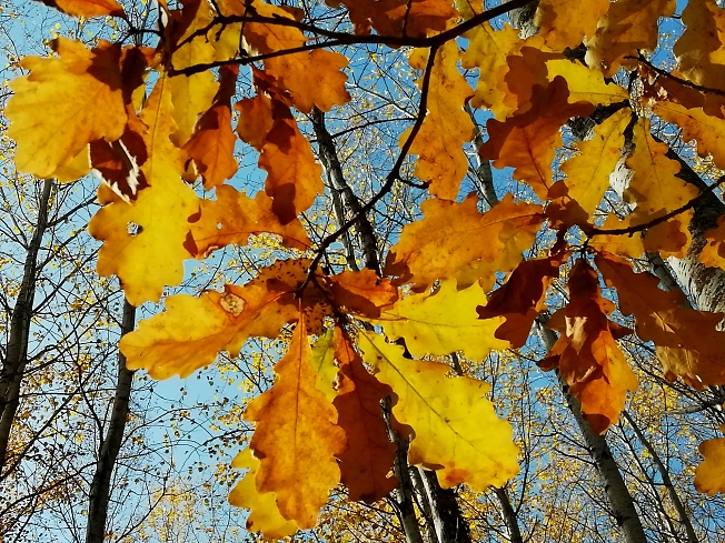 Золотые листья