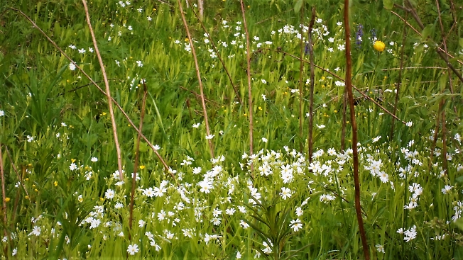 Цветочки белые в лесу