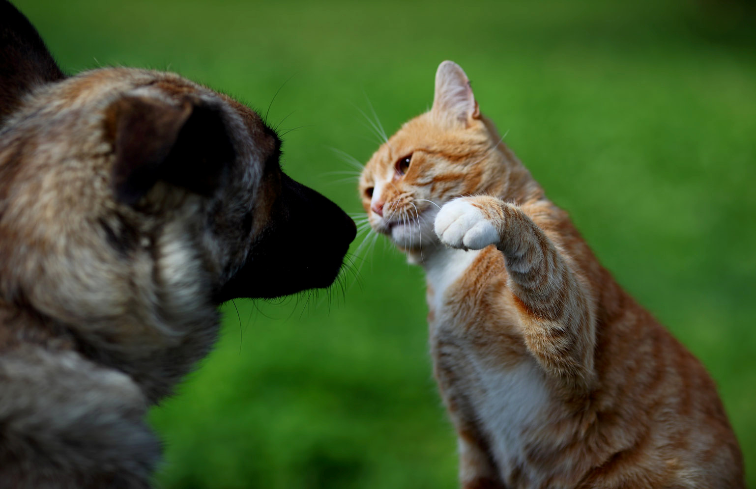 Картинка дай лапу