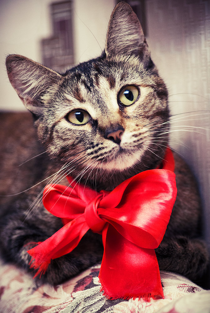 Новогодний Кот Новогодний Кот