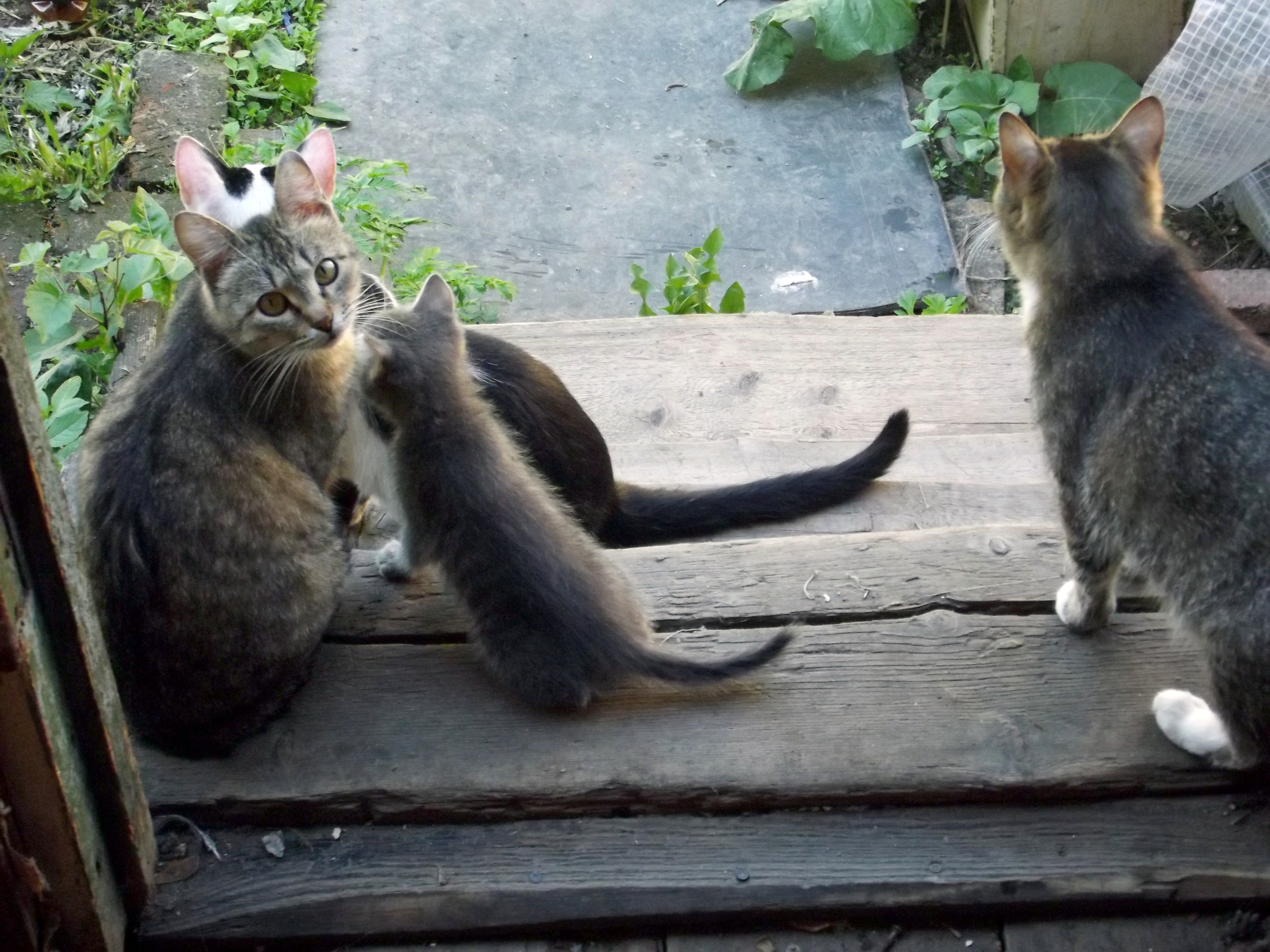 Кошкин Дом Купить Крд Фото Показать