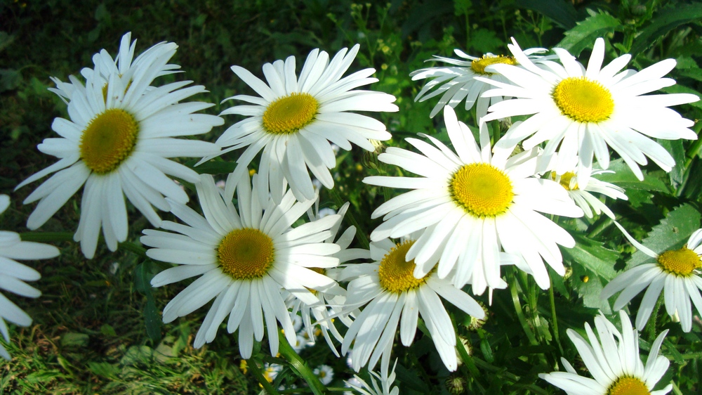 две ромашки королев