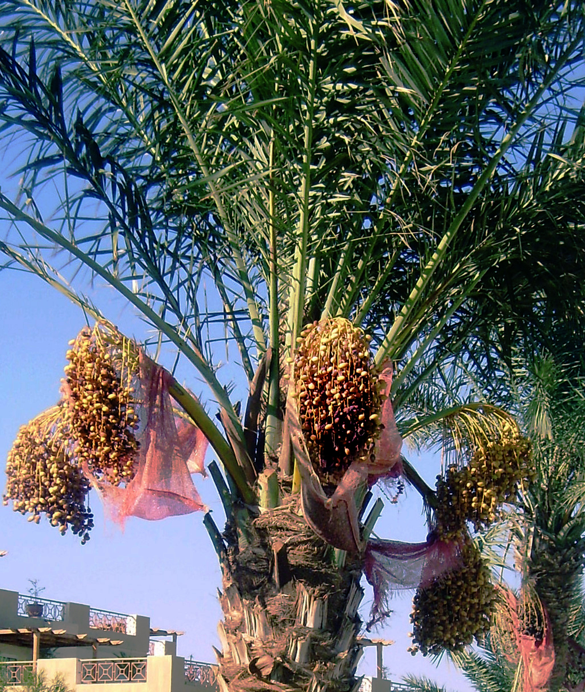 Финик возраст. Финиковая Пальма Мазафати. Финиковое дерево Аджва. Финиковые пальмы в ОАЭ. Финиковая Пальма Иран.