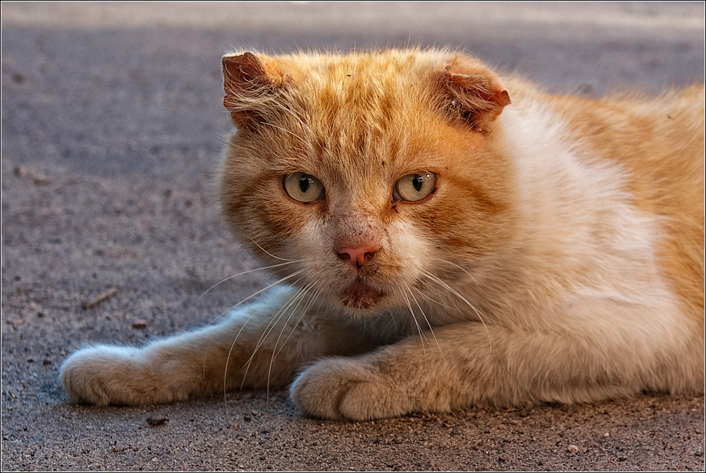 Фото Всех Котов