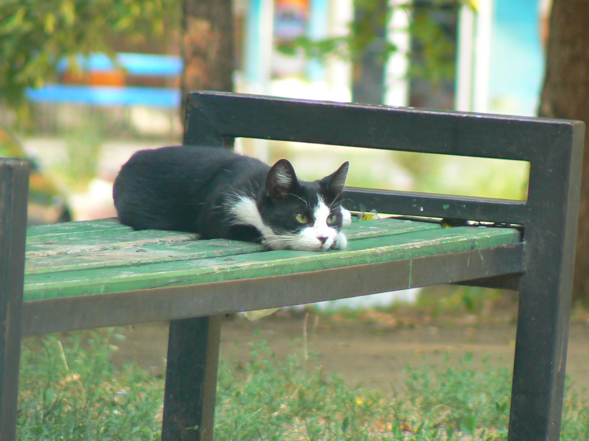 Анка Кошка Фото